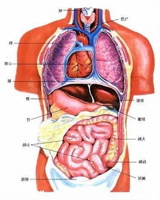 腹部器官位置图解图片